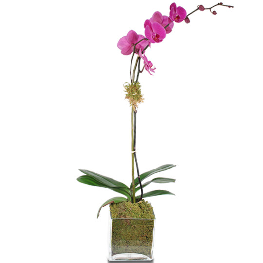 Purple Phalaenopsis Orchid Plant