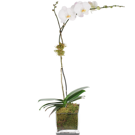 White Phalaenopsis Orchid
